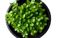 Fresh green jade plant succulent growing in black pot viewed from above, showing vibrant oval leaves and healthy growth pattern for home decor and gardening projects.