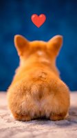 Adorable orange corgi puppy sitting with back view showing fluffy fur and perked ears with red heart symbol above on blue background for love concepts.