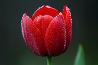 Red tulip flower with water droplets on petals blooming in spring garden against dark blurred background for nature photography and floral designs.