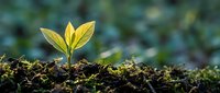 Young green plant seedling emerging from dark fertile soil with bright yellow-green leaves against blurred natural background for growth and development concepts.