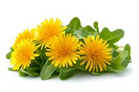 Fresh dandelion flowers with green leaves isolated on white background for herbal medicine and natural remedies design projects.