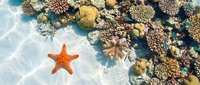 Orange starfish on white sandy beach with vibrant coral reef ecosystem in crystal clear tropical waters. Marine life underwater photography concept.