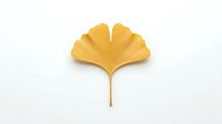 Golden ginkgo leaf isolated on white background for autumn design projects and natural botanical decorations.