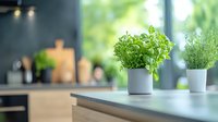 Fresh green herbs growing in modern white pots on kitchen counter with blurred contemporary interior background, natural home decoration and cooking ingredients.