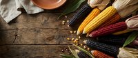 Colorful heirloom corn varieties with husks arranged on rustic wooden table. Autumn harvest display featuring yellow, red, purple and black kernels.