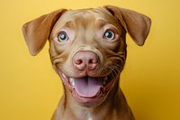 Happy brown puppy with bright blue eyes and open mouth smiling against yellow background, close up portrait of friendly pet looking at camera with joyful expression.