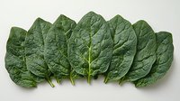 Fresh dark green spinach leaves arranged in row showing texture and veins on white background, isolated healthy organic produce for food photography and design.