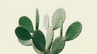 Prickly pear cactus with green paddle-shaped segments on beige background. Desert succulent plant isolated for botanical illustration and home decor designs.