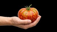 Caucasian male hand holding a ripe heirloom tomato, isolated on transparent background, ready for food, farming, and harvest design use on stickers or print on demand.