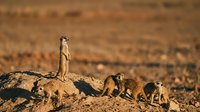 Meerkat family group with sentinel standing guard while others forage on rocky outcrop in arid desert landscape during golden hour lighting.