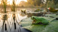 Green frog resting on wet stone near pond with aquatic plants and blurred water background, suitable for nature and wildlife content.
