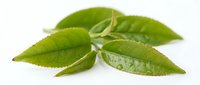Green tea leaves with water droplets isolated on white background, suitable for beverage, wellness, and organic product design applications.