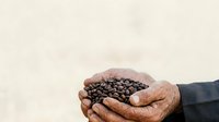 Farmer's weathered hands holding freshly harvested black beans, showcasing agricultural produce and sustainable farming practices for agricultural and food industry applications.