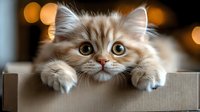 Adorable fluffy ragdoll kitten with big blue eyes peeks over cardboard box edge against blurred bokeh lights background, expressing curiosity and playfulness.