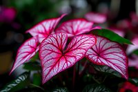 Pink and white caladium leaves with intricate vein patterns against dark background, showing detailed tropical foliage texture in macro photography.