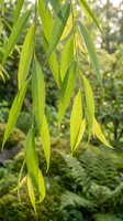 Weeping willow branches with long narrow green leaves hanging gracefully in natural sunlight creating peaceful garden atmosphere for wellness and nature themes.