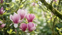 Pink magnolia flowers blooming on tree branches in spring garden with green foliage and bokeh background, suitable for nature and seasonal design projects.