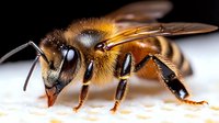 Detailed macro shot of honey bee with visible compound eyes, antennae, and striped body segments against light background, showing intricate wing structure and body hair.