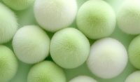 Soft fuzzy balls in gentle white and mint green colors create dreamy abstract background pattern with depth of field effect and delicate texture.