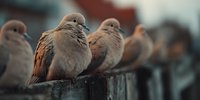 Group of mourning doves perched on wooden fence in soft morning light creating peaceful wildlife scene for nature photography and bird watching content.