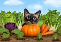 Siamese cat with striking blue eyes surrounded by fresh vegetables including orange pumpkin, carrots, purple cabbage and green lettuce in garden setting with blue sky.
