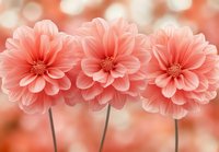 Three coral pink dahlia flowers in full bloom against soft blurred background, delicate petals creating symmetrical arrangement with bokeh effect.
