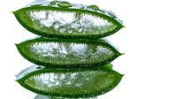 Fresh aloe vera leaves with transparent gel and water drops stacked on white background, natural organic skincare ingredient isolated for cosmetic design.