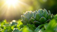 Fresh artichoke growing in garden with morning sunlight and bokeh effect, close up view of green vegetable head against blurred background.