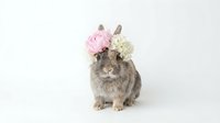 Adorable gray rabbit wearing pink and white flower crown sitting on white background, isolated pet portrait for greeting cards and spring designs.