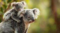 Adorable koala mother carrying baby joey on back in natural eucalyptus forest habitat. Australian marsupial wildlife photography for nature conservation campaigns.