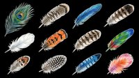 Feather collection featuring peacock, eagle, owl, and decorative plumes in various colors and patterns. Isolated on transparent background, ready for clipart, t-shirt design, stickers, and print-on-demand projects.