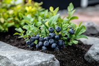 Fresh blueberry bush with ripe berries growing in garden soil between decorative stones for organic farming and healthy nutrition concepts.