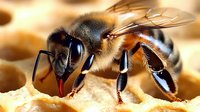Macro shot of honey bee with extended proboscis on honeycomb structure showing detailed wings, compound eyes, and body segments in warm golden lighting.