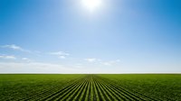 Lush green agricultural field with perfectly aligned crop rows stretching toward horizon under clear blue sky and bright sun, ideal for farming, agriculture, and agribusiness concepts.