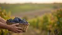 Farmer holding basket of freshly harvested dark grapes in vineyard during harvest season with blurred grapevines in background.