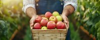 Farmer holding wooden basket full of fresh red apples in orchard during harvest season with sunlight filtering through green foliage in background.
