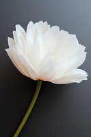 Delicate white peony bloom with layered petals against dark background showcases pure elegance and graceful form, creating striking contrast for artistic floral photography.