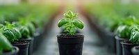Young basil seedling growing in black plastic pot, centered composition with rows of plants creating depth perspective in greenhouse environment. Fresh herbs cultivation.