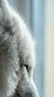 Close-up profile of white cat ear with soft fur texture and whiskers against blurred background for pet care and feline health concepts.