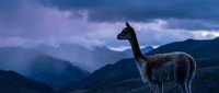 Llama standing on mountain ridge at twilight with dramatic purple sky and layered mountain ranges in background creating serene wilderness landscape.