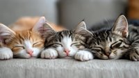 Three young tabby and orange kittens resting together on a gray fabric surface, displaying relaxed poses and calm expressions for pet and animal content.