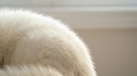 Close-up of soft white polar bear fur texture with fine detail, natural wildlife photography showing thick winter coat for warmth and insulation concepts.