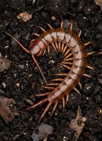 Brown centipede crawling on dark soil surface with organic debris in natural garden environment for educational and nature documentation purposes.