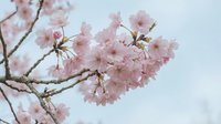 Delicate pink cherry blossoms blooming on branches against soft blue sky background, spring season nature scene for seasonal marketing and wellness content.