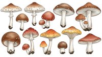 Collection of hand-drawn watercolor mushrooms with various caps and stems isolated on white background for botanical illustration and nature design projects.