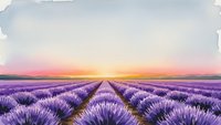 Watercolor lavender field at sunset with purple flowers in rows leading to horizon. Peaceful countryside landscape painting for relaxation and wellness.