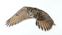 Eagle owl in flight with wings spread wide, isolated on white background, ready for design projects, educational materials, and wildlife publications.