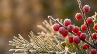 Frost-covered red berries and pine needles create a festive winter scene with sparkling ice crystals on natural holiday foliage against warm blurred background.