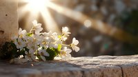 Delicate white spring blossoms growing from stone wall crevice in warm sunlight with natural lens flare and soft bokeh background, creating peaceful garden atmosphere.