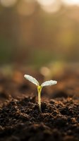 Young green seedling sprouting from rich dark soil with morning dew drops on leaves against warm golden sunlight bokeh background for growth concepts.